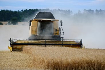 Cosechadora en campo de trigo